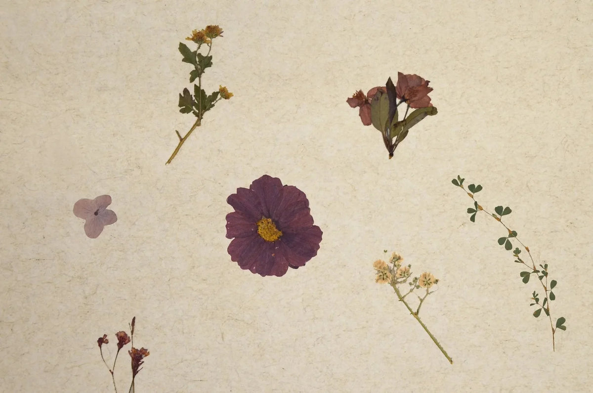 VIOLETTE