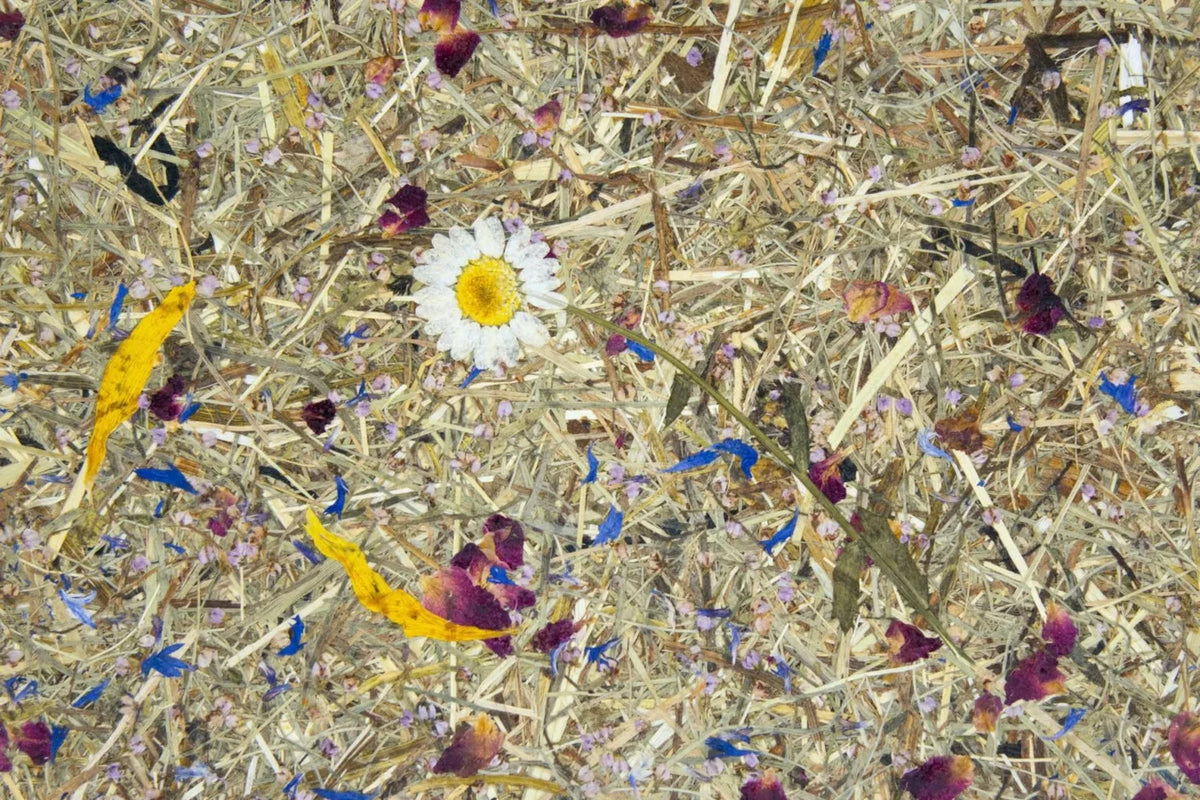 Selbstklebende Tapete ALMWIESE: echtes Almheu mit Margeriten in Nahaufnahme