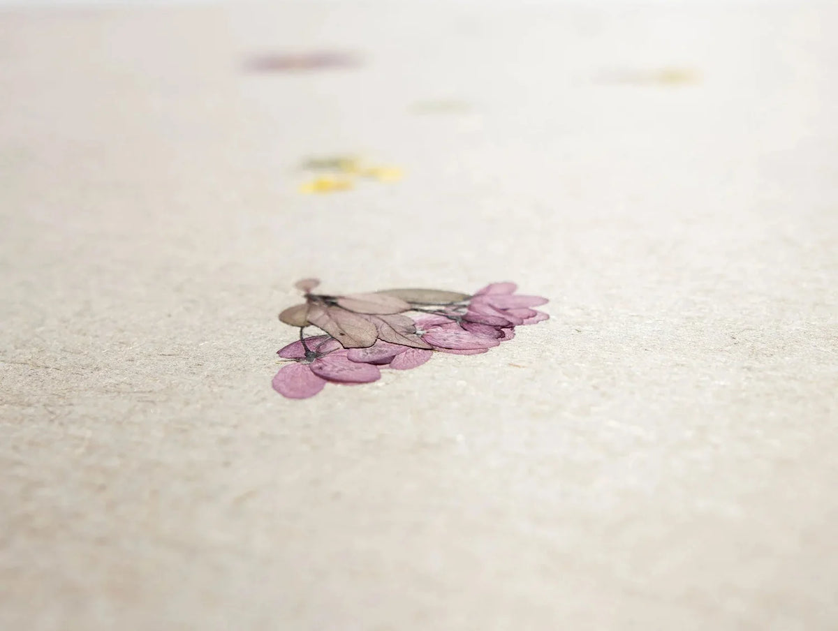 VIOLETTE